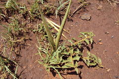 Brachystelma foetidum