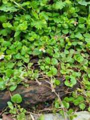 Torenia polygonoides