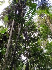 Chamaedorea linearis