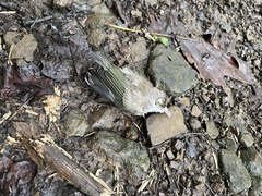 Vireonidae