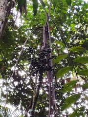 Chamaedorea linearis