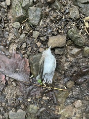 Vireonidae