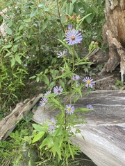 Symphyotrichum novi-belgii novi-belgii