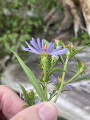 Symphyotrichum novi-belgii novi-belgii