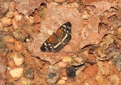 Anthanassa texana seminole