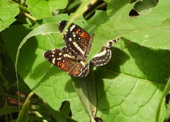Anthanassa texana seminole