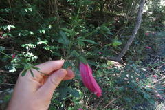 Hibiscus pedunculatus