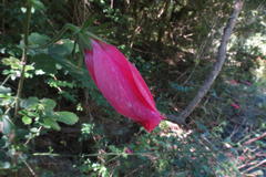 Hibiscus pedunculatus