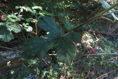 Hibiscus pedunculatus