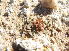 Crassula mesembrianthemopsis