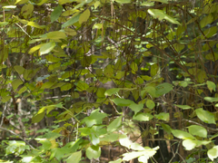 Cornus sericea sericea