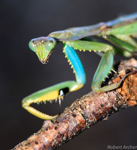 Flag Mantis