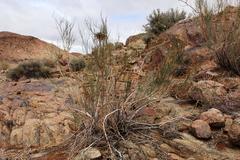 Kleinia longiflora