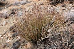 Kleinia longiflora