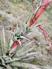 Tillandsia secunda