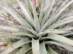 Tillandsia secunda
