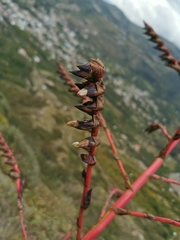 Tillandsia secunda