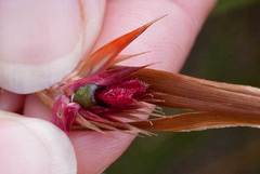 Hypodiscus argenteus