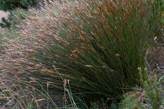 Hypodiscus argenteus