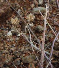 Mesembryanthemum lignescens