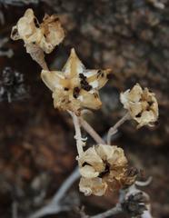 Mesembryanthemum lignescens