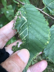 Agromyza aristata
