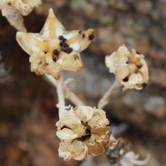 Mesembryanthemum lignescens