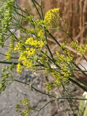 Anethum graveolens