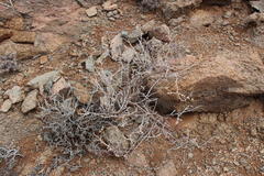 Mesembryanthemum lignescens