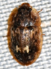 Lobiopa undulata