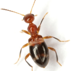 Acanthinus dromedarius