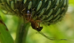 Camponotus americanus