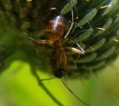 Camponotus americanus