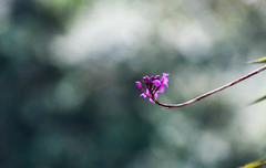 Epidendrum jamiesonis