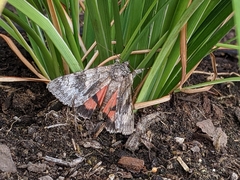 Catocala semirelicta