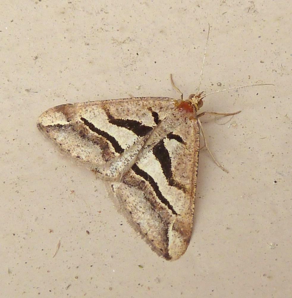 Chiasmia observata