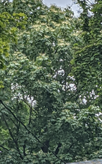 Kalopanax septemlobus