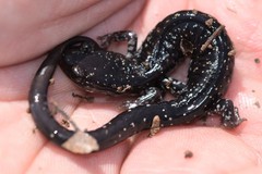 Plethodon ouachitae
