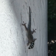 Lygodactylus mombasicus