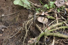 Anolis oxylophus