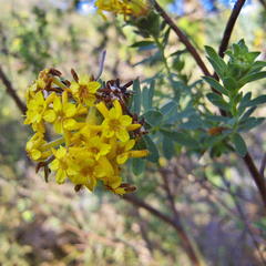 Lasiosiphon macropetalus