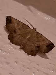 Euchlaena johnsonaria