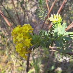 Lasiosiphon macropetalus