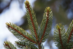 Picea jezoensis