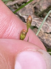 Drosera intermedia