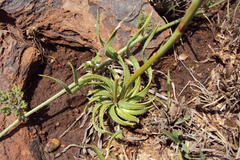 Aloe jeppeae