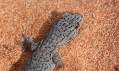Gehyra purpurascens