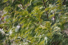Chamaecyparis obtusa