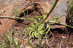 Aloe jeppeae
