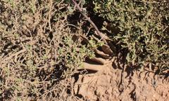 Gasteria disticha disticha